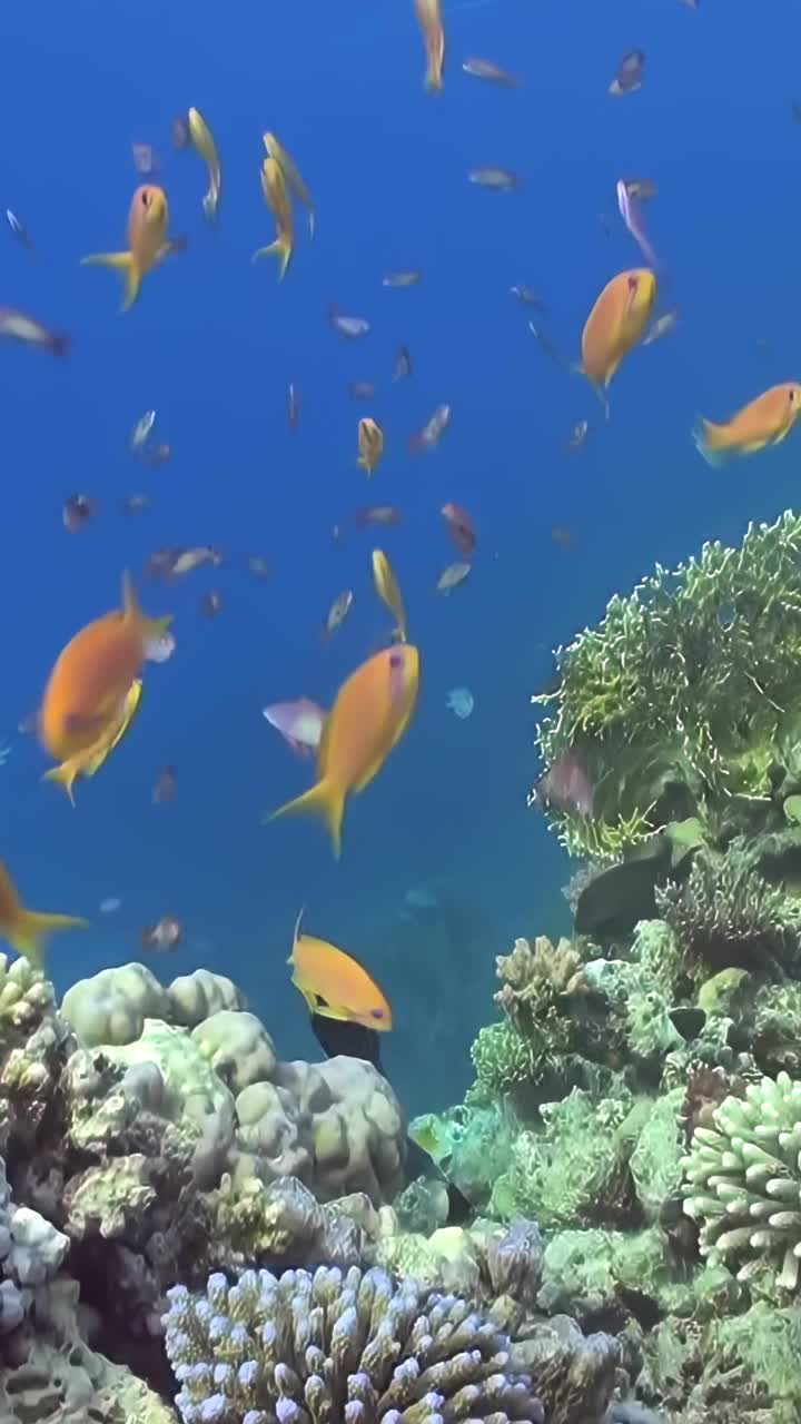 海洋里一群橙色和黑色的鱼视频素材