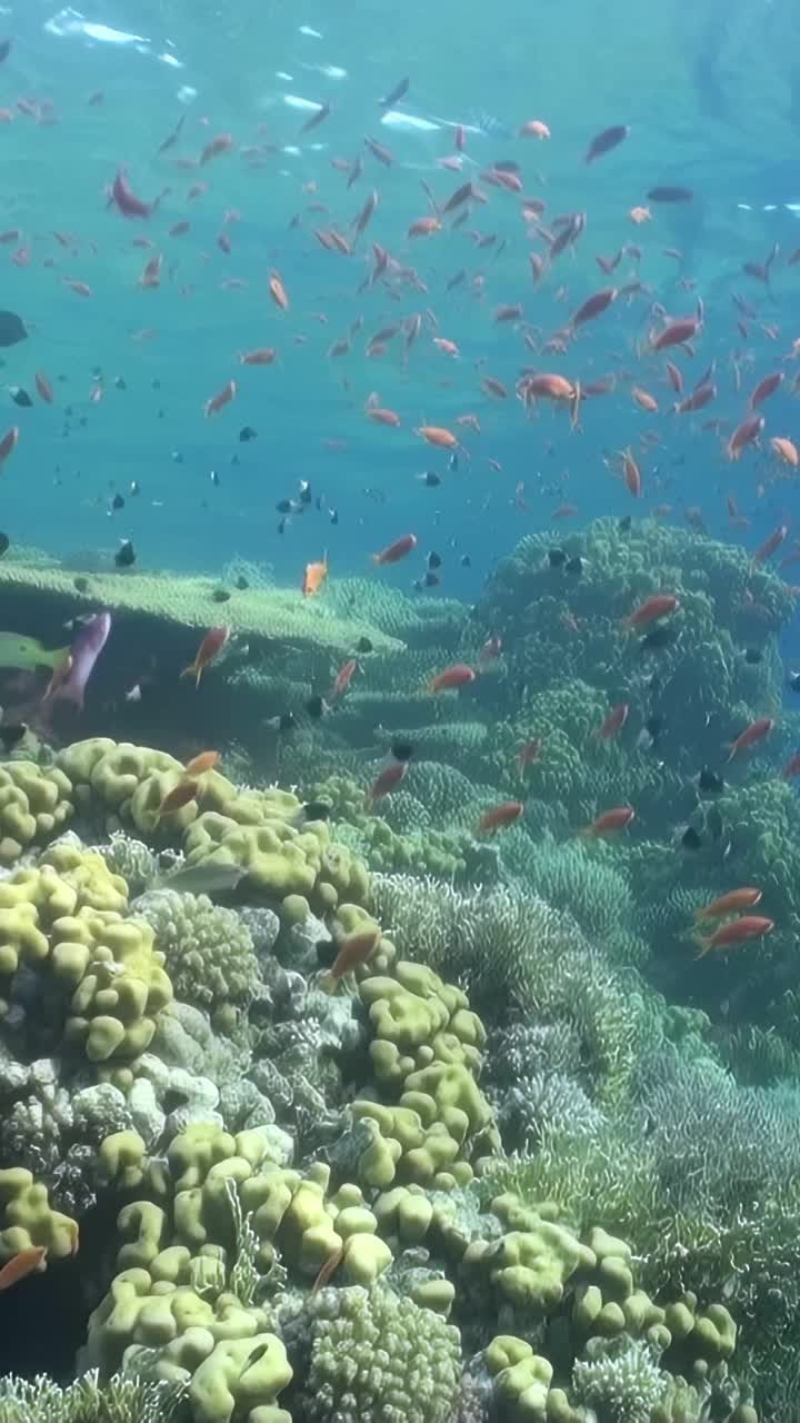 一群在海洋里游泳的鱼视频素材