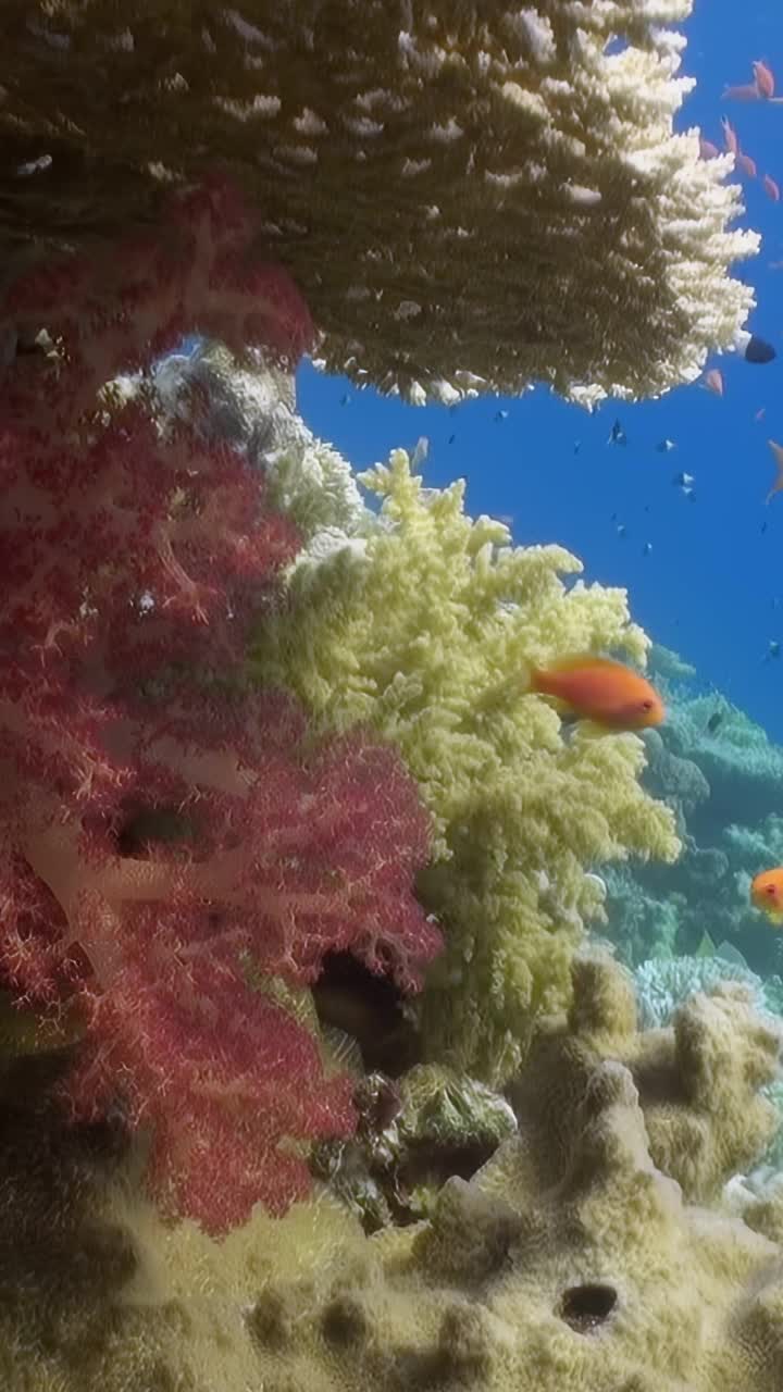 珊瑚礁上有橙色和黑色的鱼视频素材