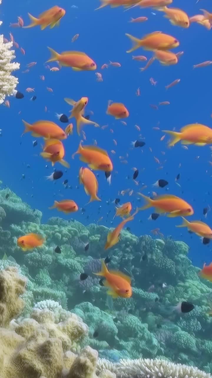 清澈的海洋里有橙色的鱼视频素材