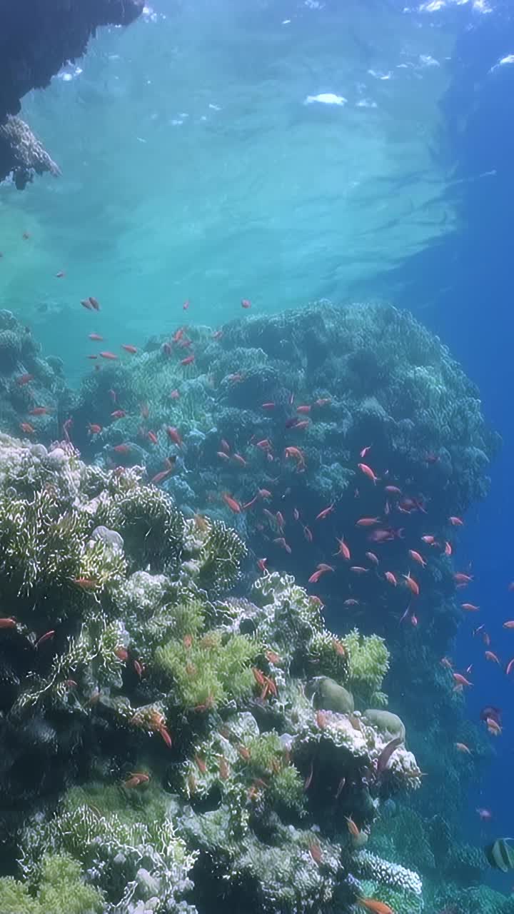 一群橙色的鱼散落在海洋里视频素材