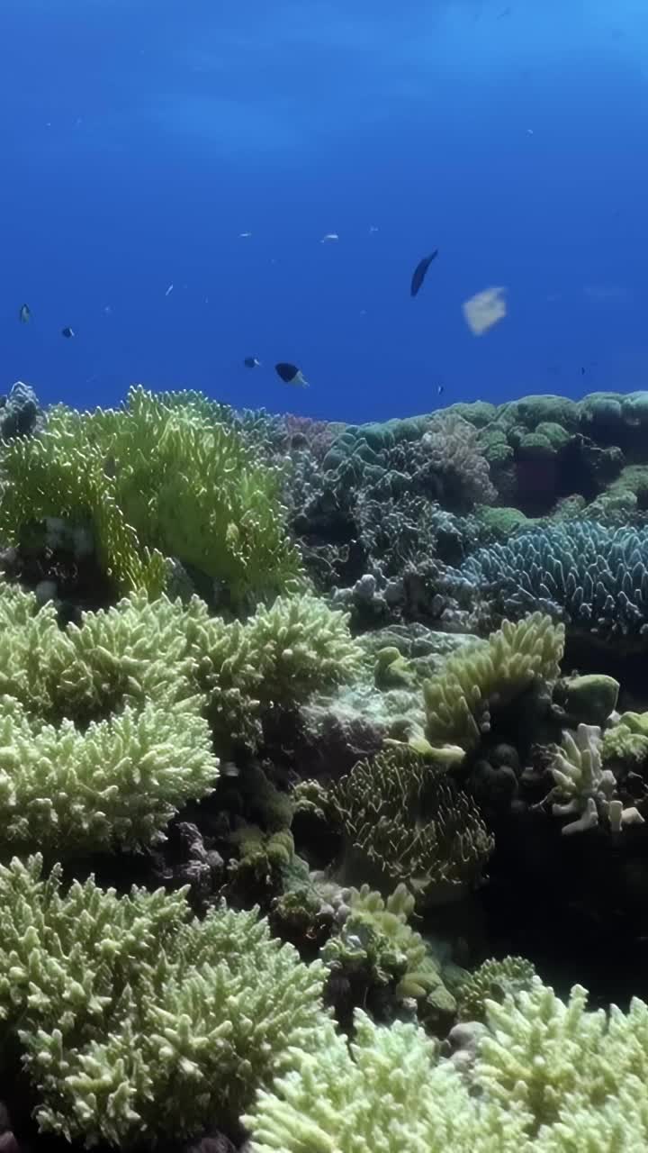 有鱼和海洋生物的珊瑚礁视频素材