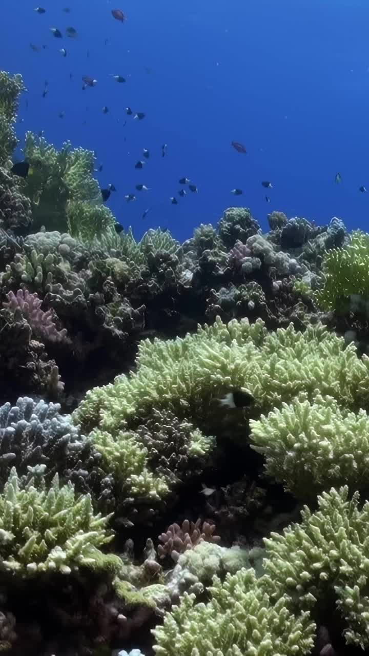 与鱼一起游泳的人视频素材