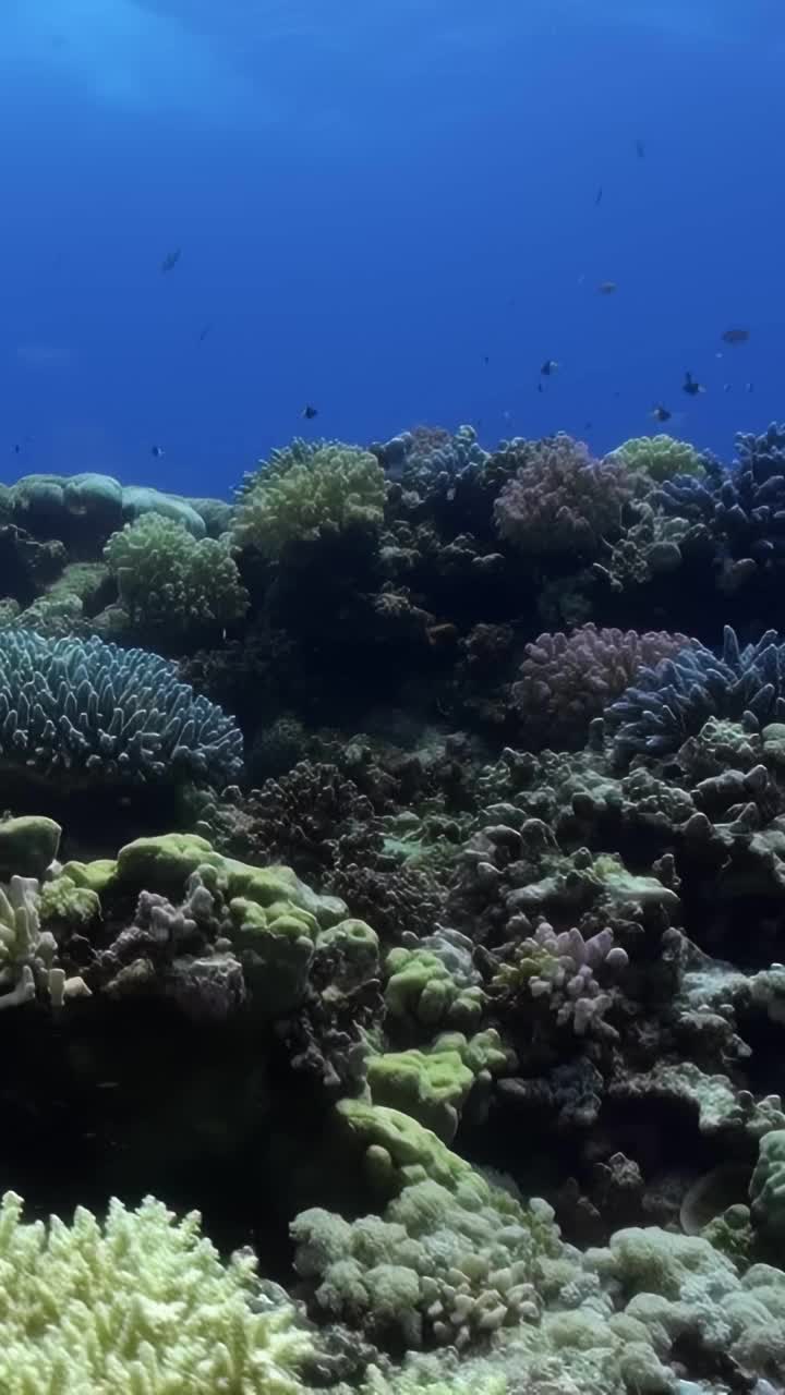 在珊瑚礁里游泳的鱼视频素材