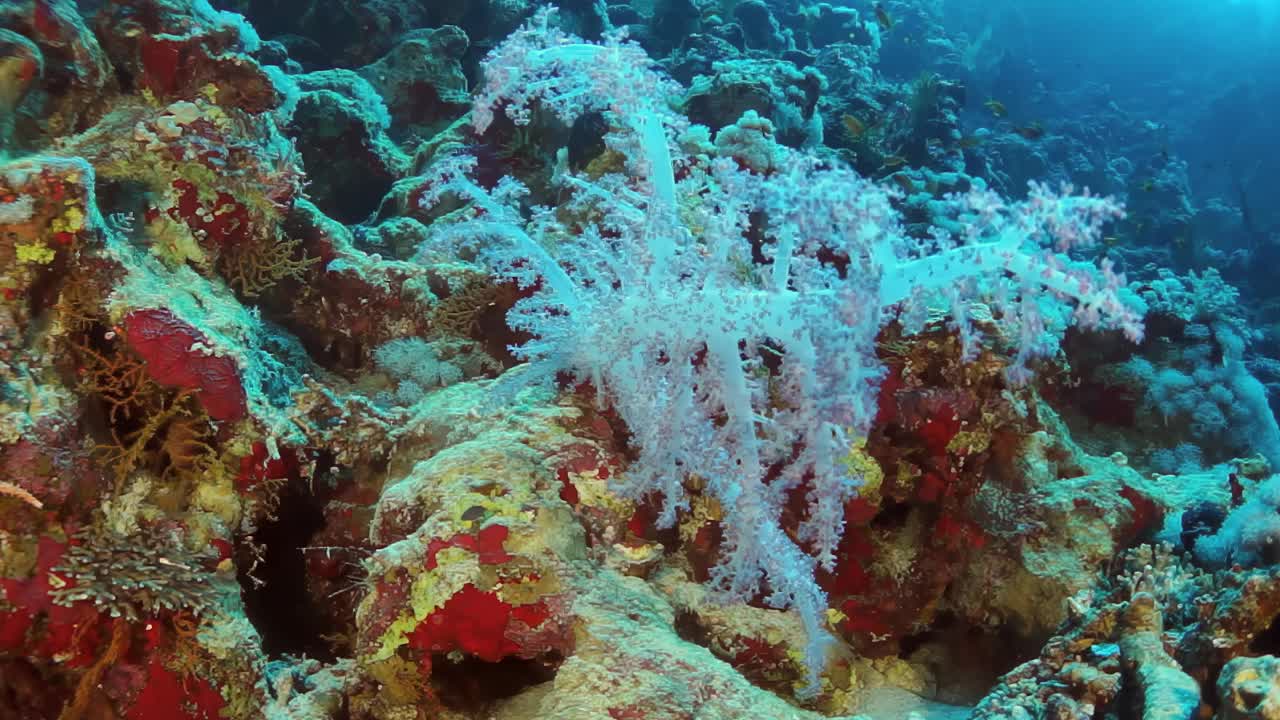 热带海洋中生机勃勃的珊瑚礁是各种海洋生物的家园视频素材