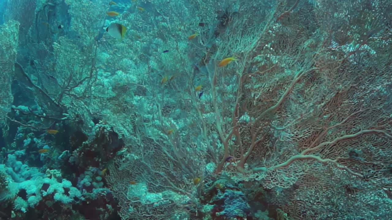 充满活力的水下珊瑚礁，海洋中有各种海洋生物视频素材