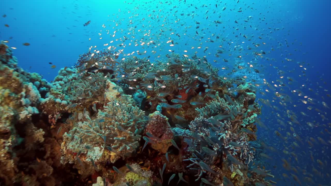 一群鱼在蔚蓝的海底世界的珊瑚礁周围游泳视频素材