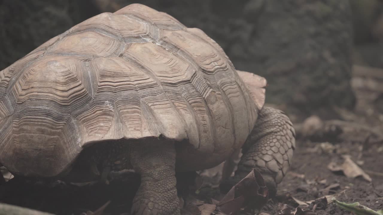 濒危非洲刺龟(Centrochelys sulcata)的后景视频素材