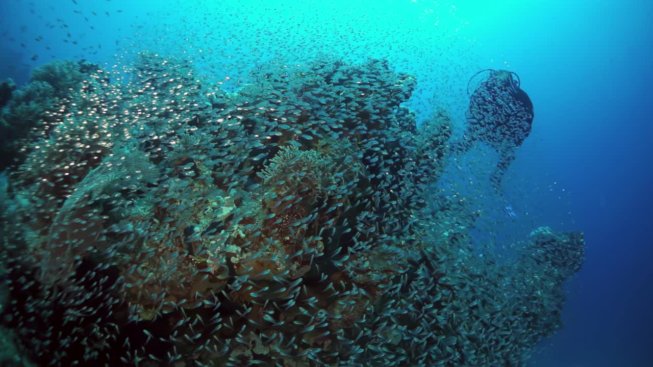 珊瑚礁周围充满活力的水下生物和一群鱼视频素材