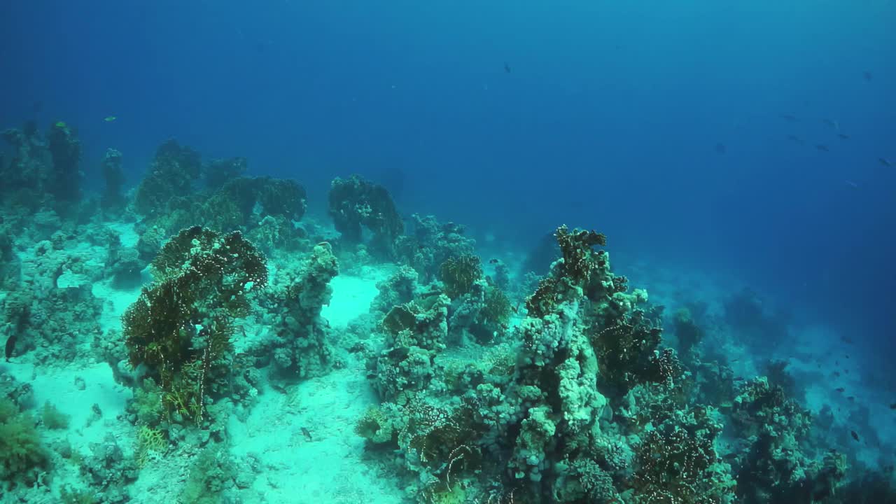 蓝色的海洋，有很多植物和海藻视频素材