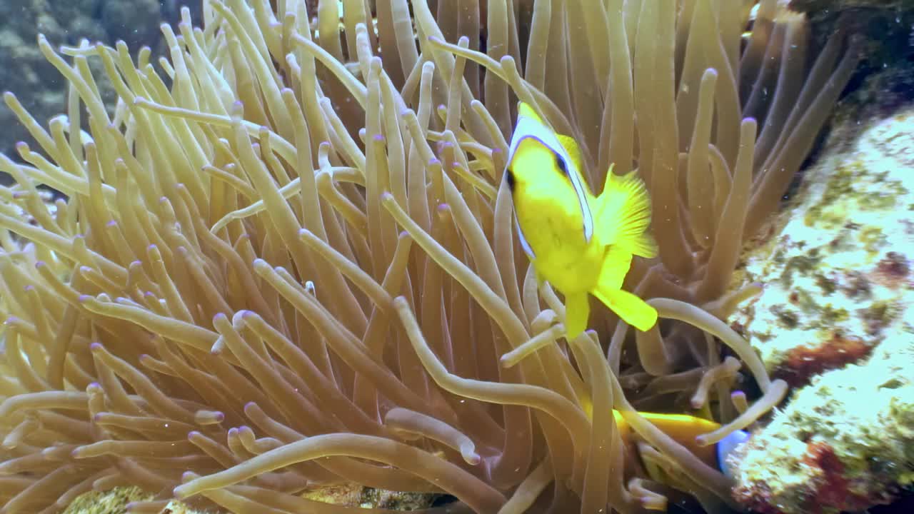 海洋中，一条黄色的鱼在海葵触手之间游来游去视频素材