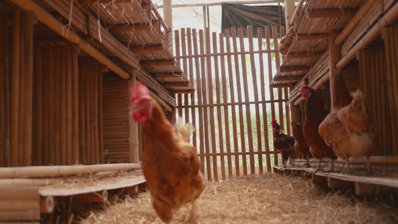 鸡蛋鸡场，鸡群在家禽养殖场。现代畜牧业和农业视频素材