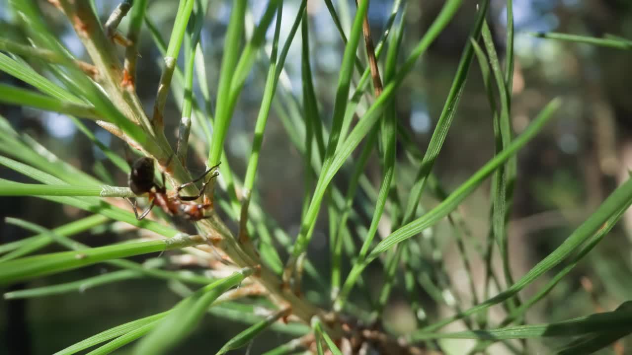 松枝上的蚂蚁与柔软的森林背景视频素材