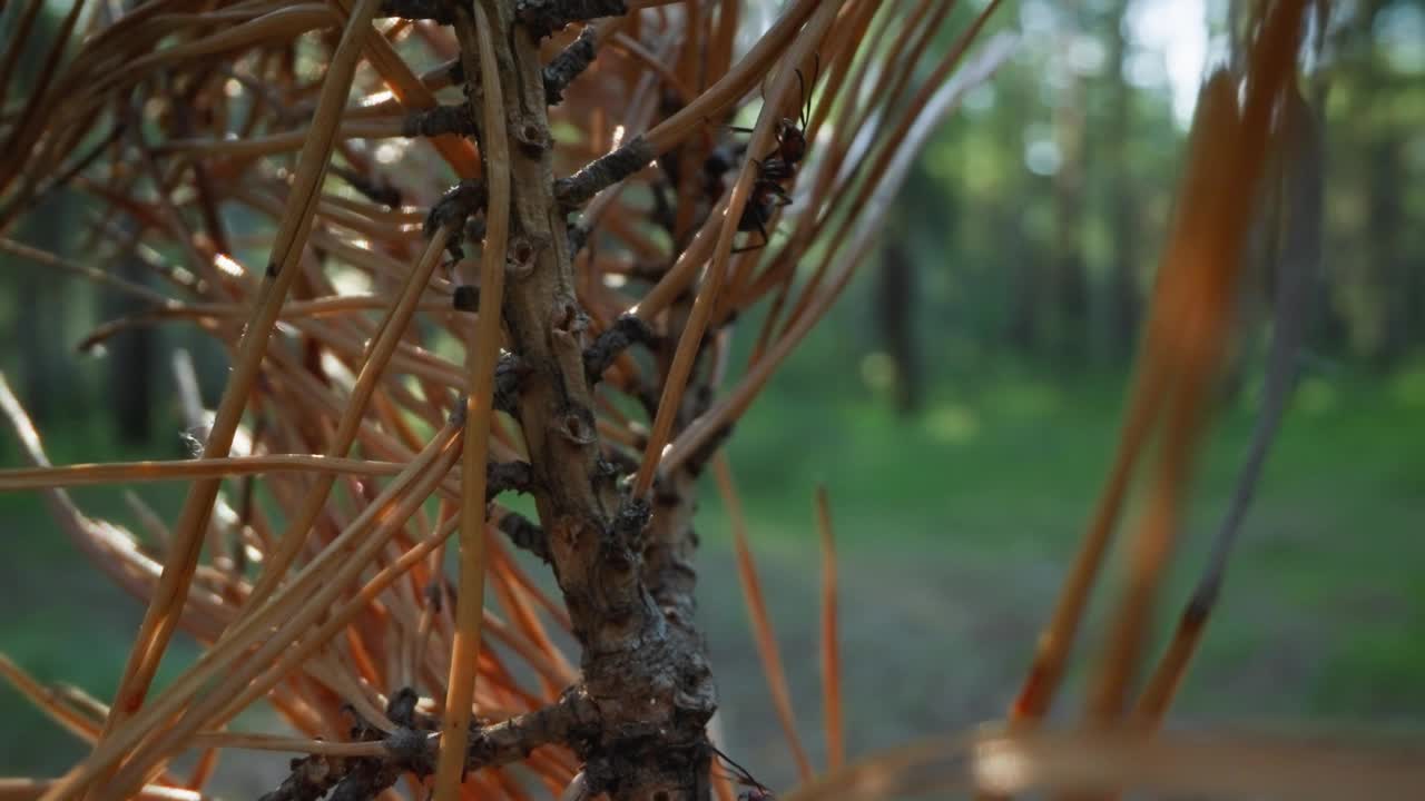 阳光森林松枝上的蚂蚁与散景视频素材