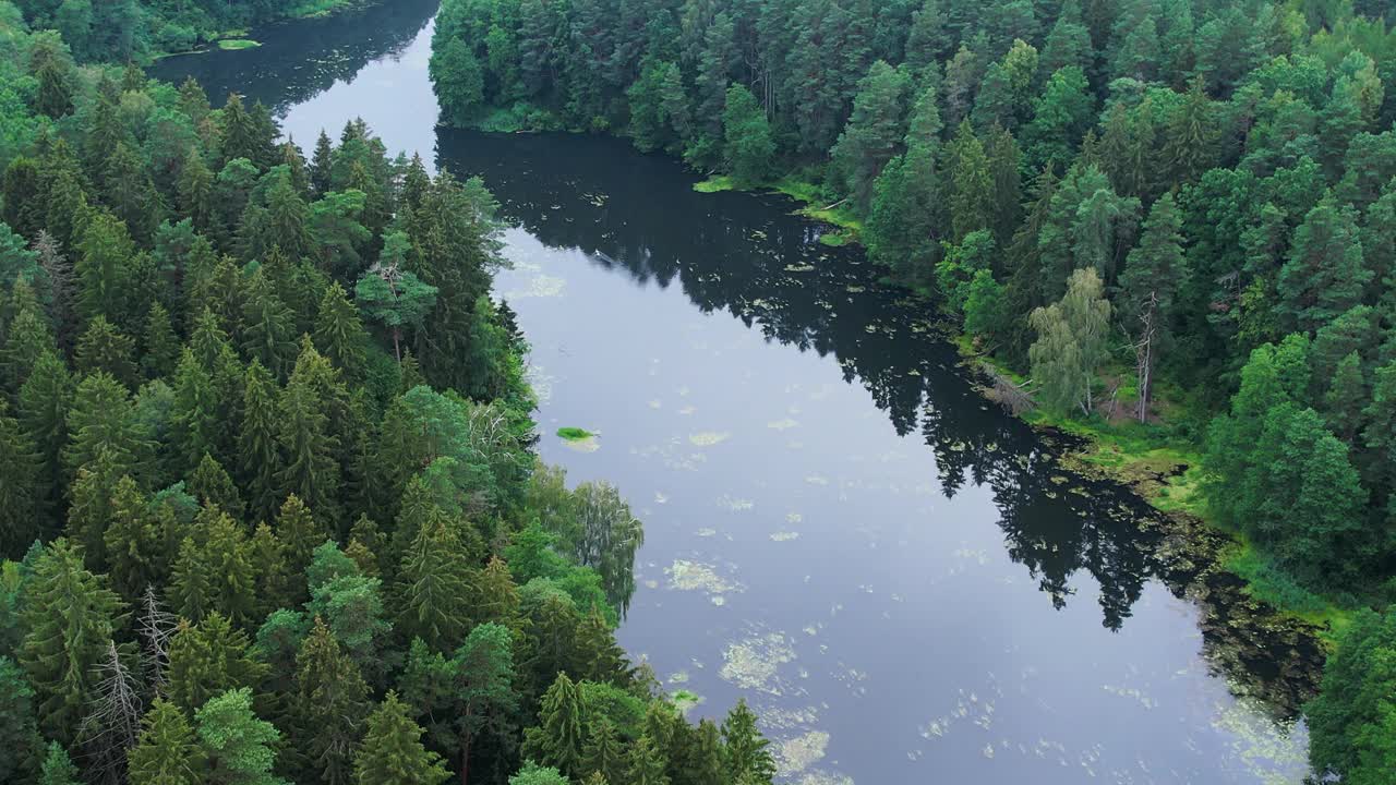 令人惊叹的鸟瞰图，茂密的常绿森林和河流。风景如画的河流流经波兰的荒野保护区。生态系统、自然、野生动物景观。减少全球变暖排放。视频素材