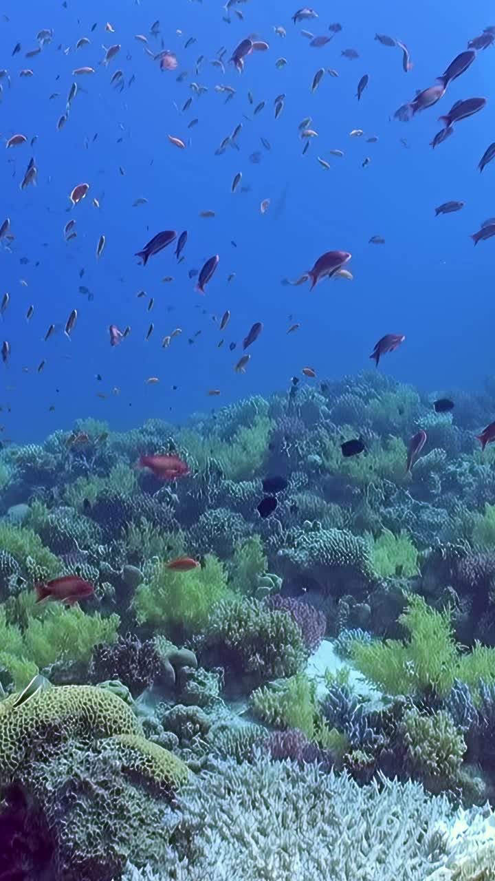 清澈的海洋里充满活力的鱼群视频素材