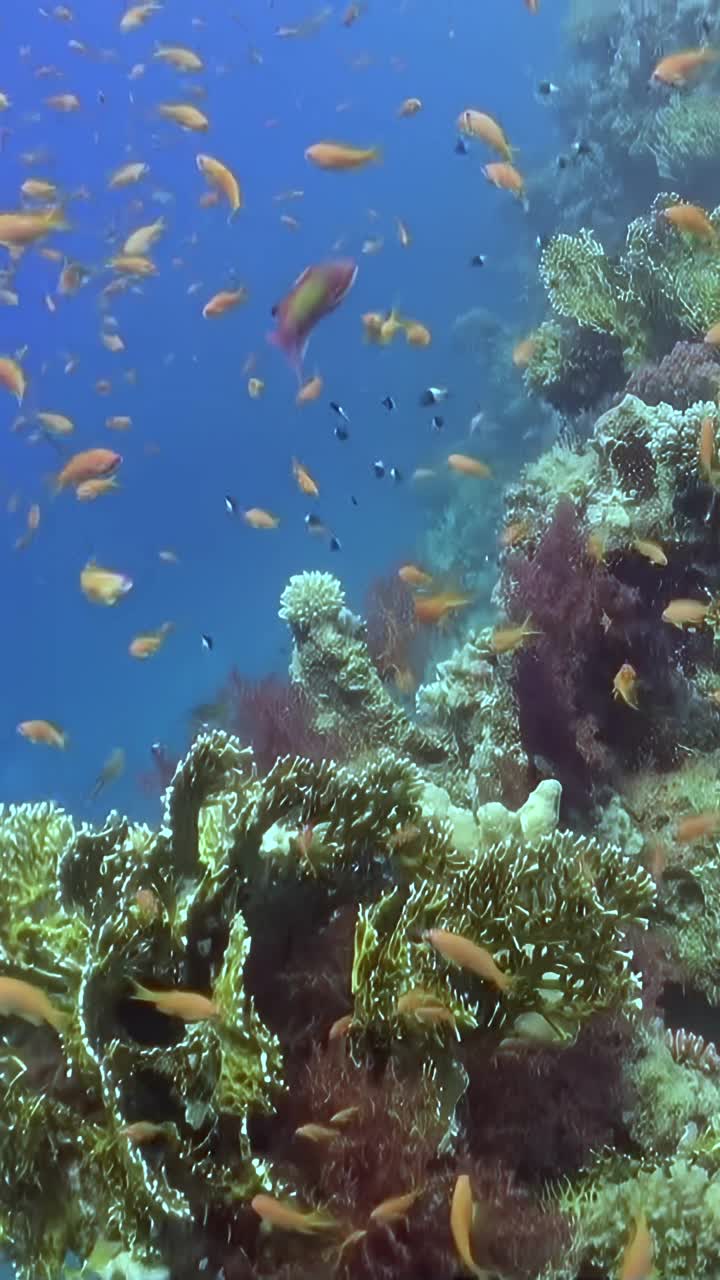 以沉船为背景的珊瑚礁视频素材