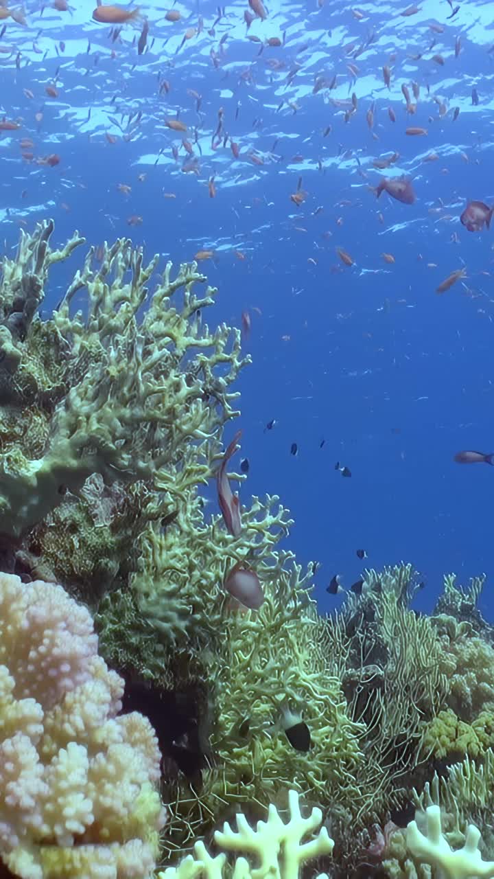 海洋里有橙色和黑色的鱼视频素材