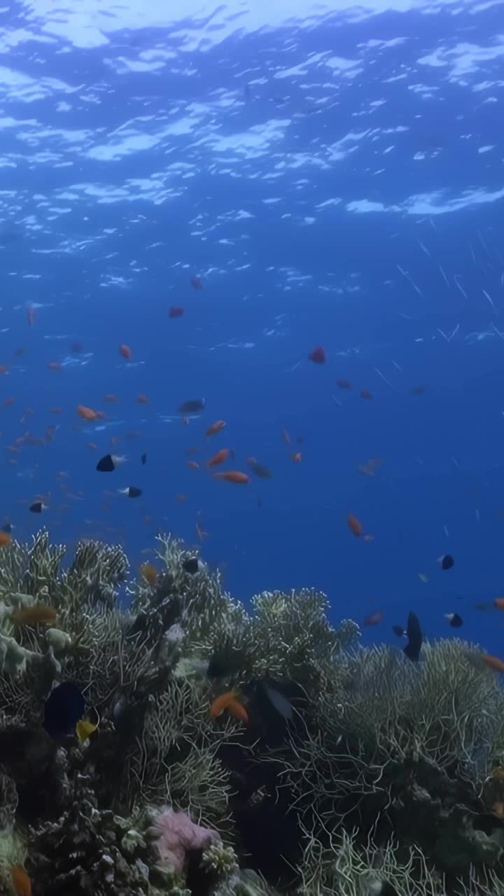 在珊瑚附近游泳的鱼视频素材