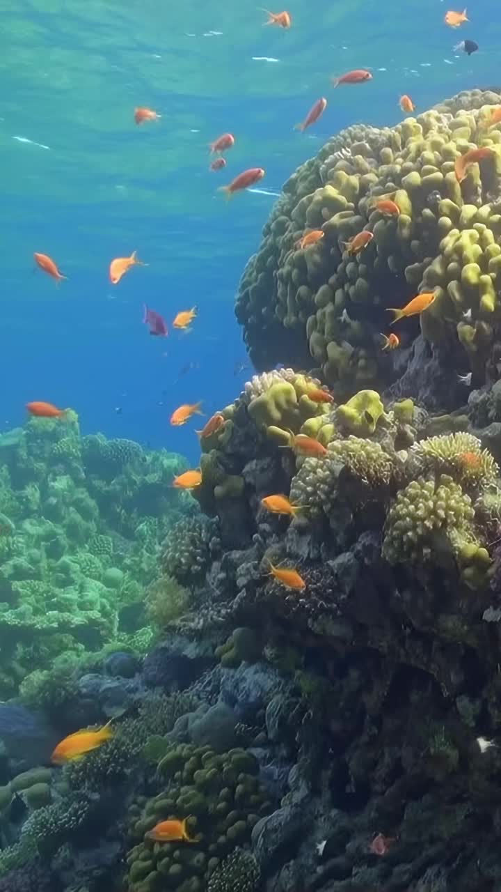 海洋里有橙色和黑色的鱼视频素材