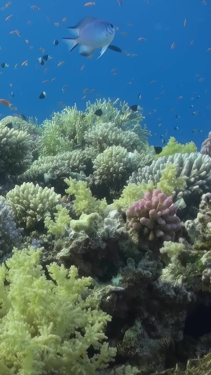 有各种鱼类的珊瑚礁视频素材