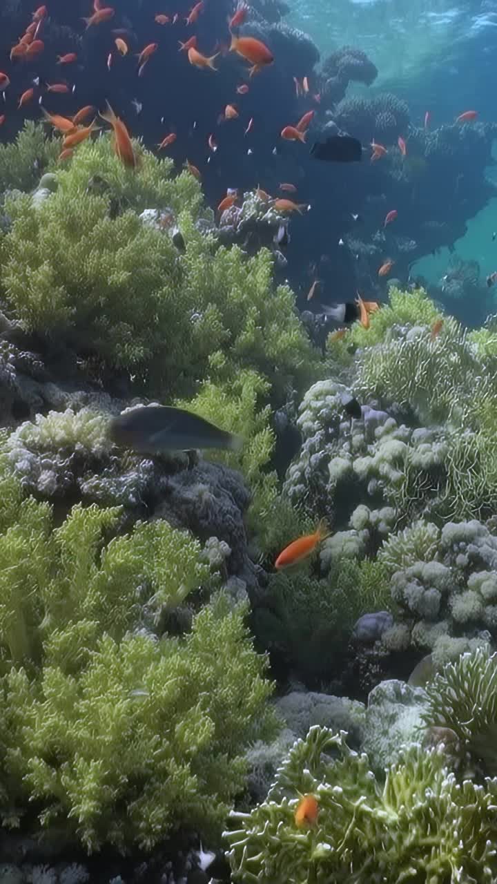 海洋里五颜六色的鱼群视频素材