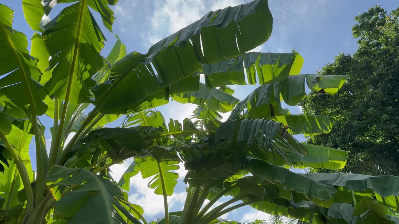 香蕉树下的背光照，阳光照在后面。视频素材