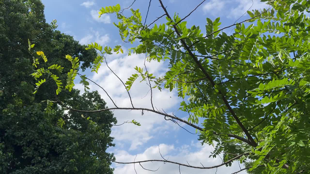 飞机飞过领空，热带树木与清澈的蓝天。视频素材