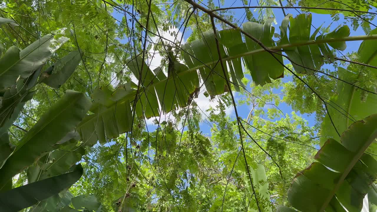 走路时抬头仰望树木和晴朗天空的镜头。视频下载