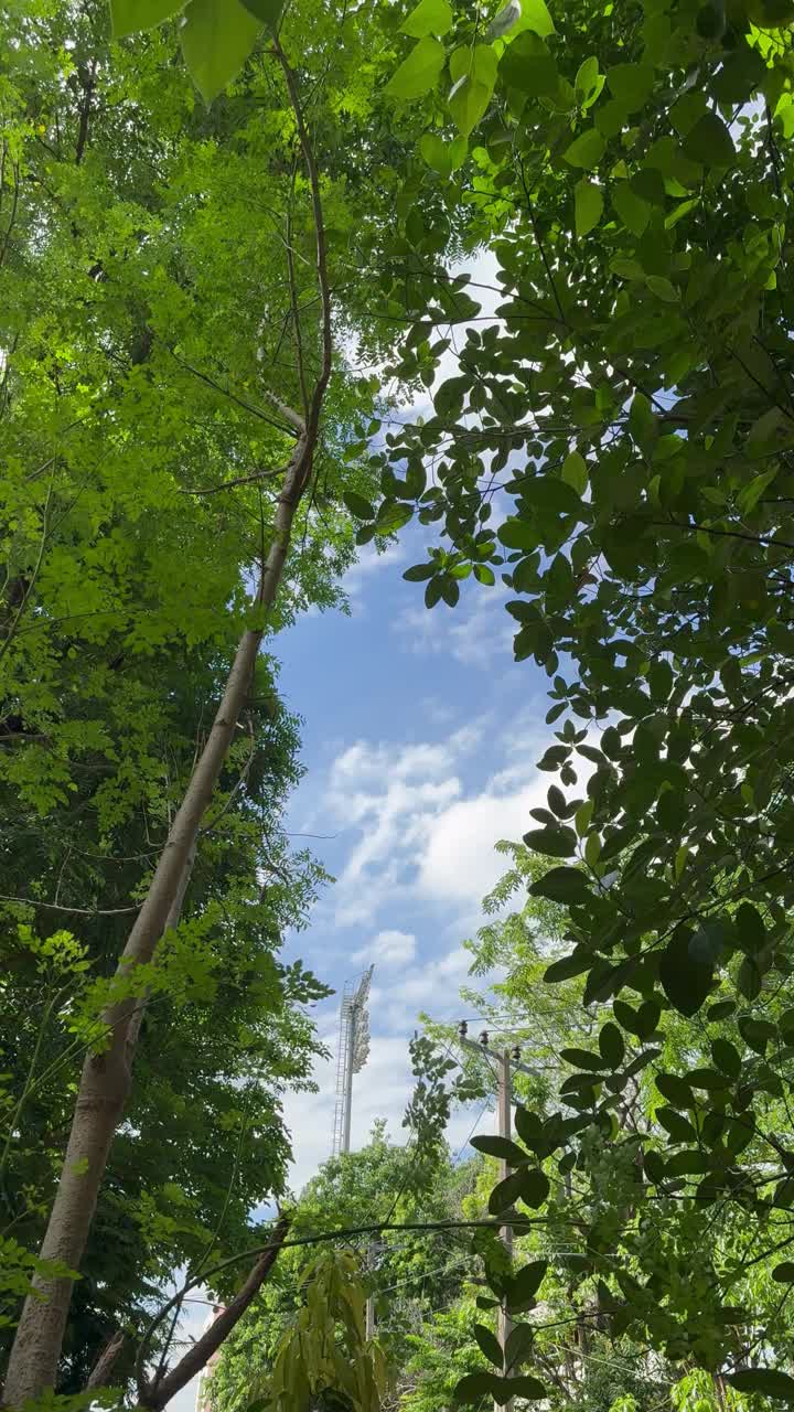 周围的树木和清澈的蓝天，自然的背景。视频素材