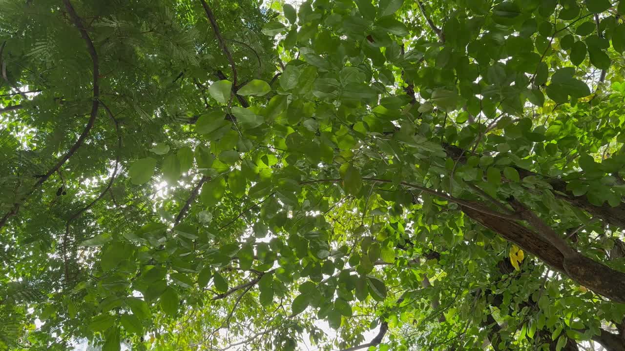 阳光照射在运河的水面上，反射在树叶上。视频素材