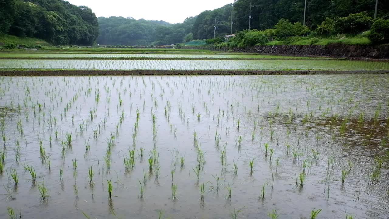 下雨天的稻田风光。视频素材