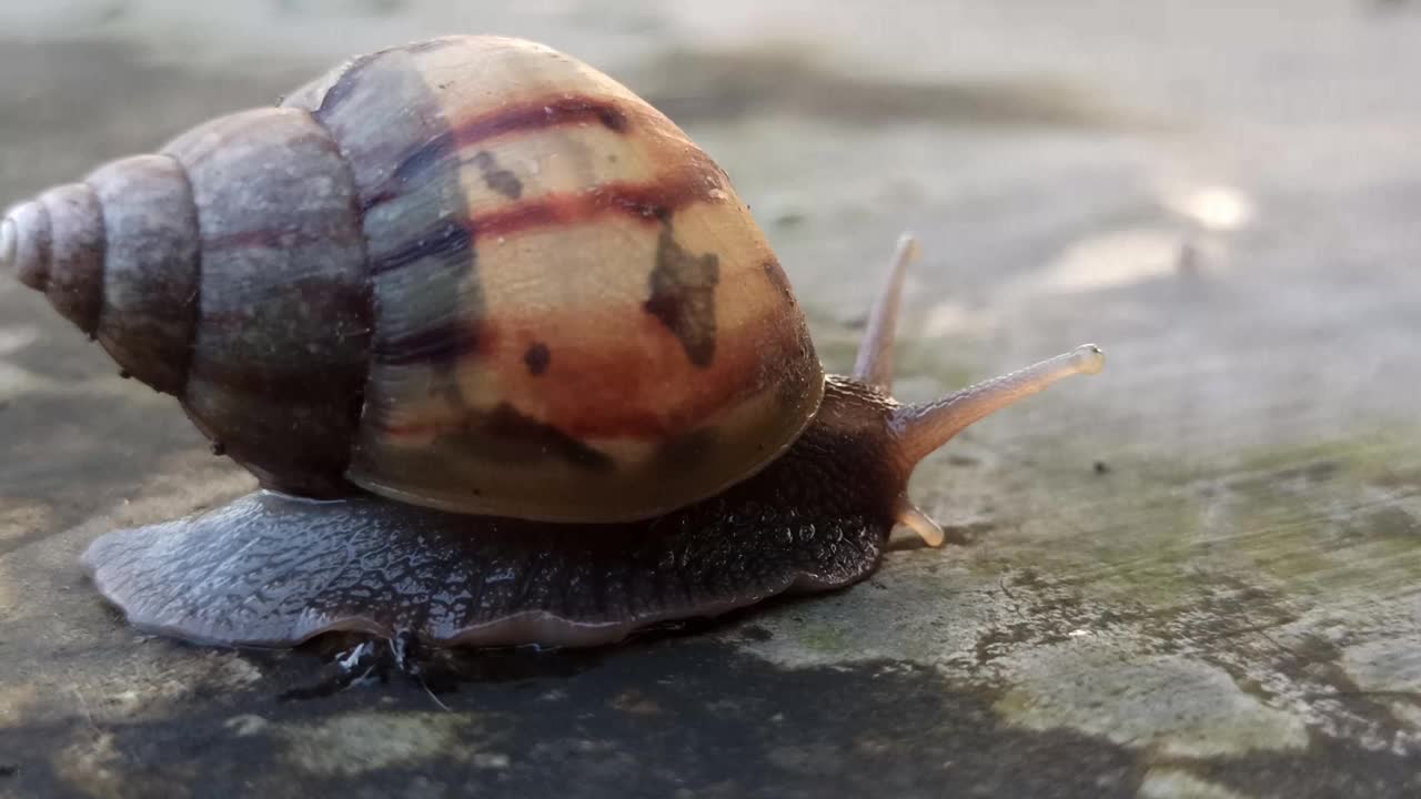 蜗牛走视频素材