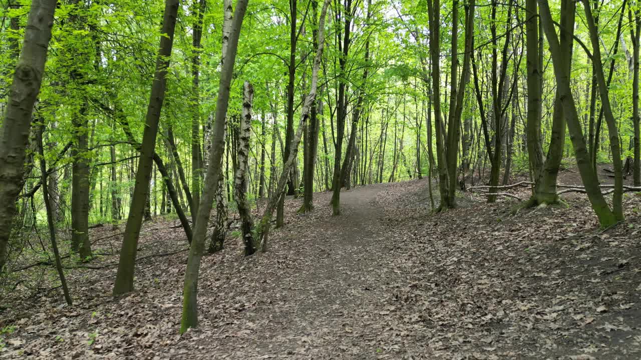 在一个美丽的夏日漫步在郁郁葱葱的绿色森林里。视频素材