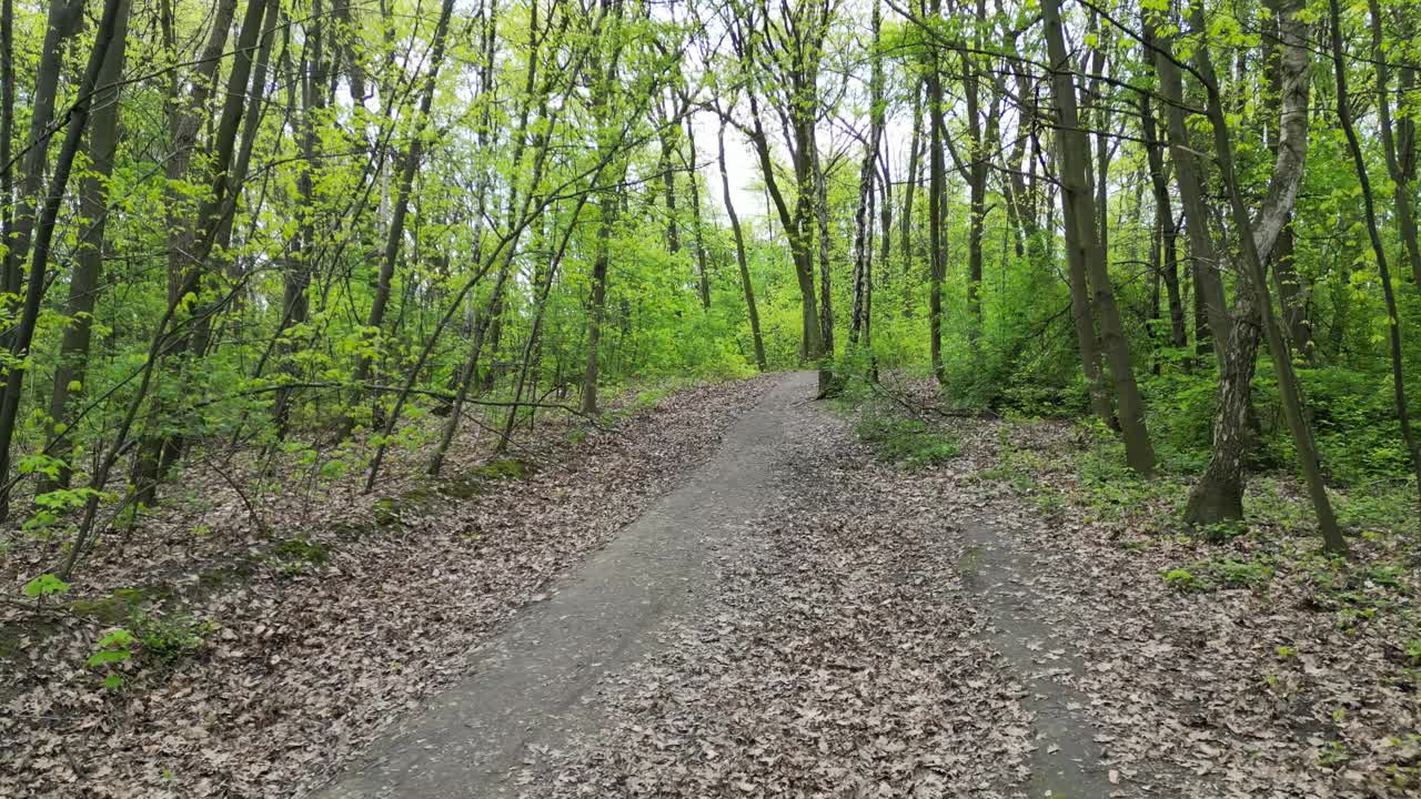 在一个美丽的夏日里，在郁郁葱葱的草地、树叶和树木中探索森林。视频素材