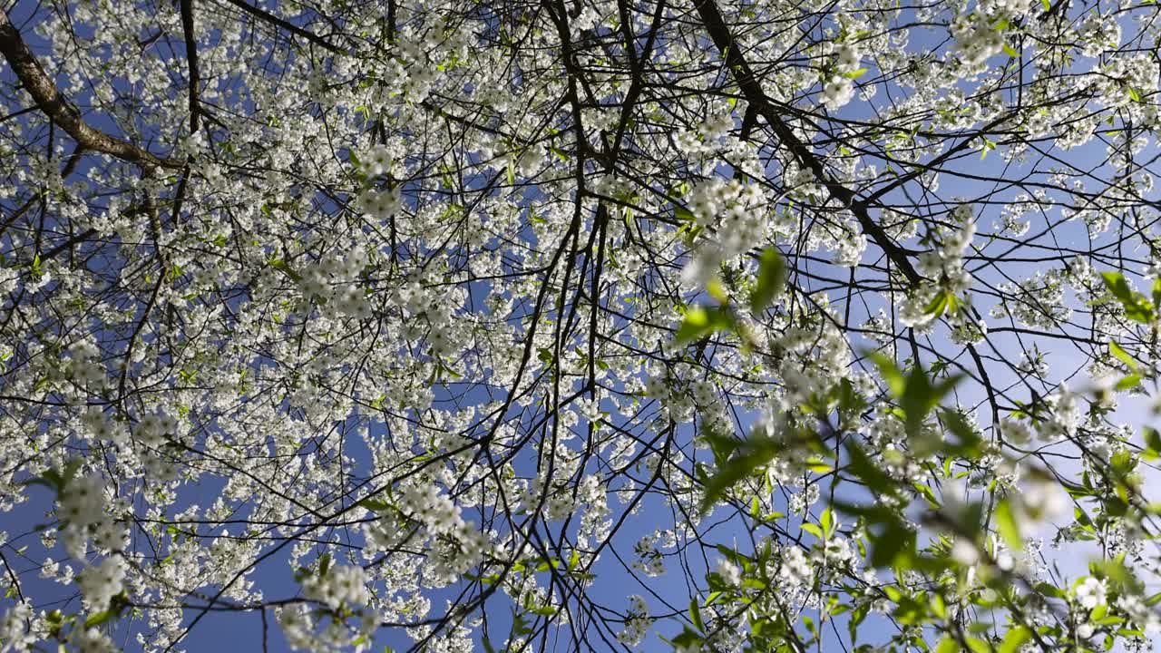 春天樱花盛开，天气晴朗视频素材