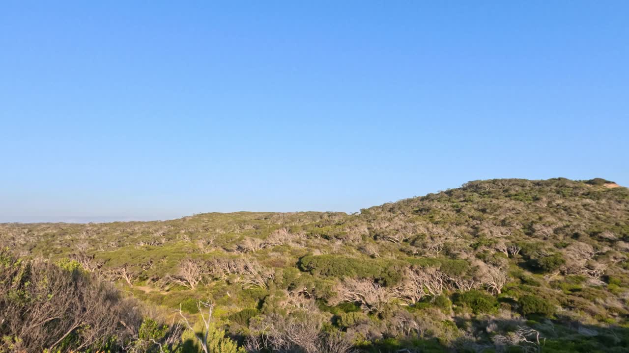 沿海茶树全景视频素材