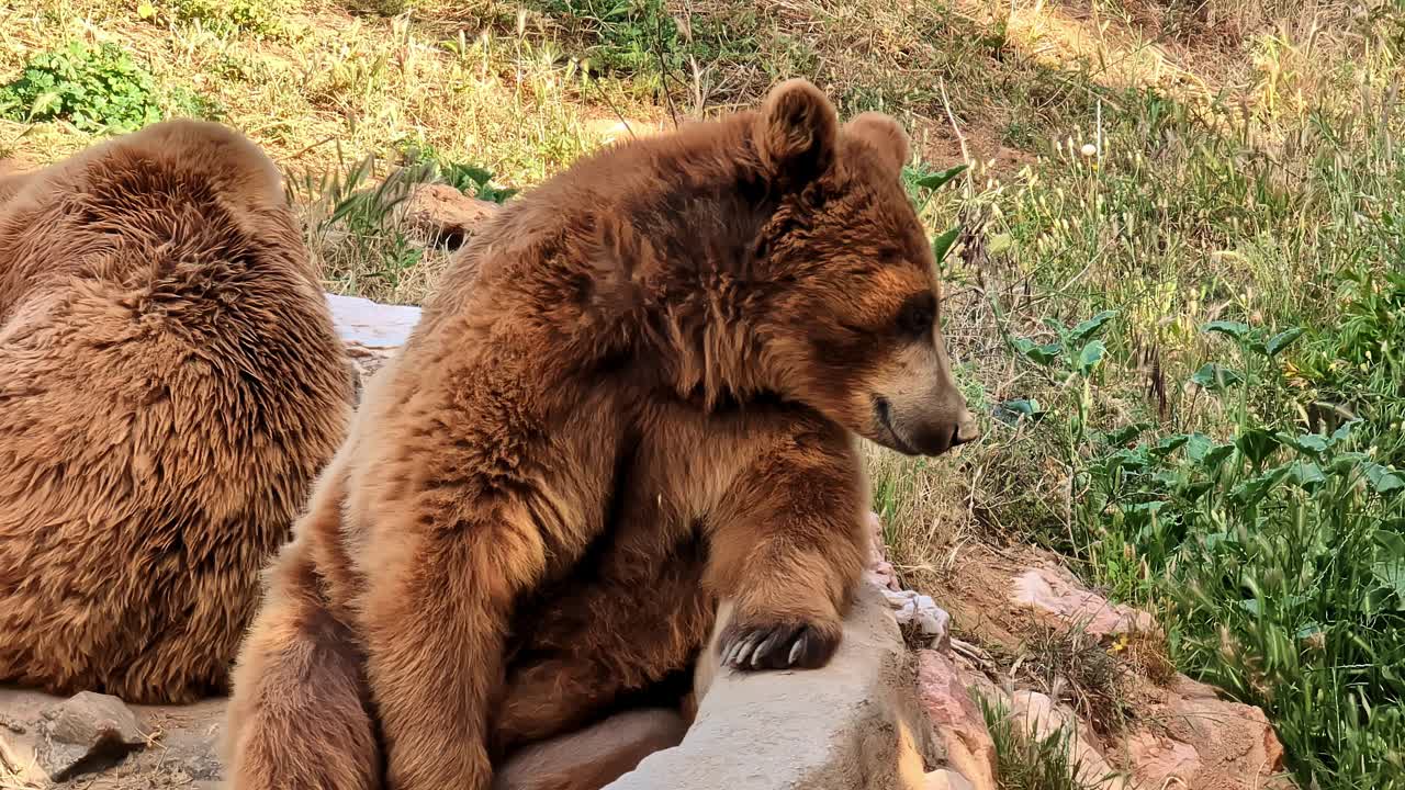 在自然栖息地休息的灰熊幼崽视频素材