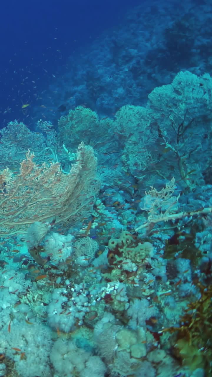 蓝色的海洋，有很多植物和鱼视频素材