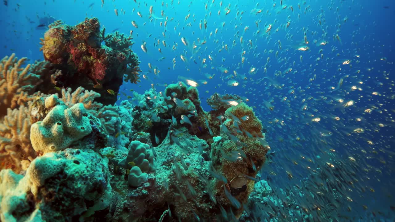 一群鱼在珊瑚礁附近的海洋里游泳视频素材