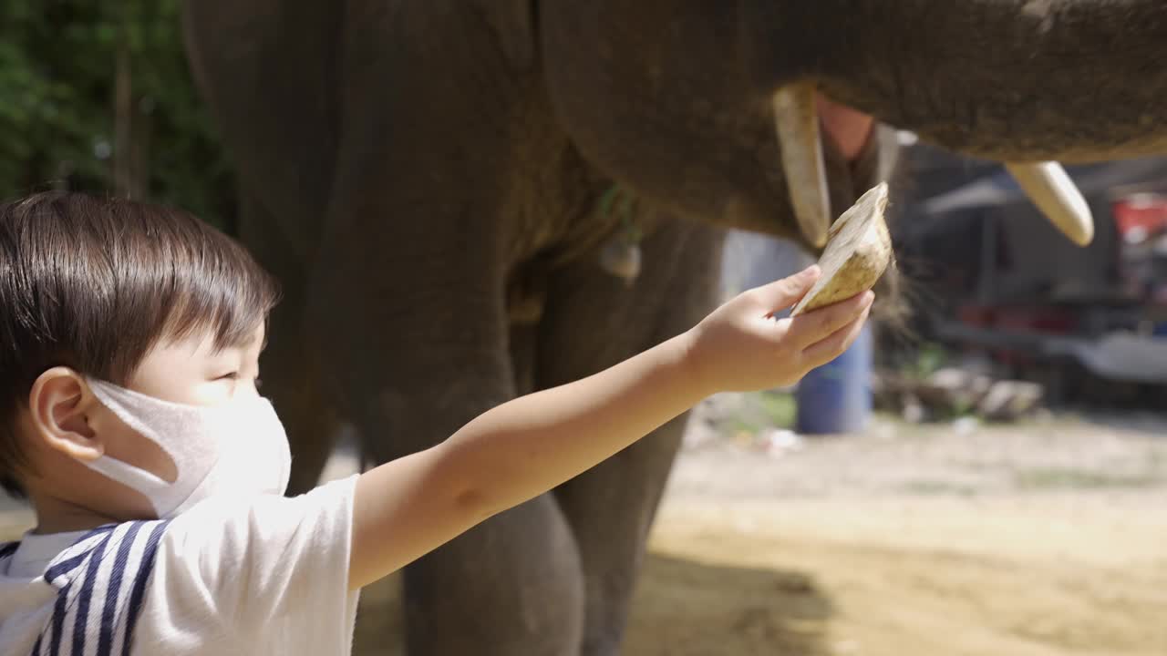 亚洲母子在喂大象视频下载