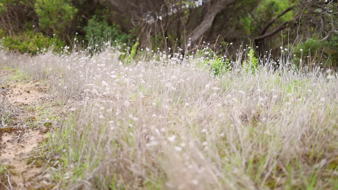 海岸草地及自然径视频素材