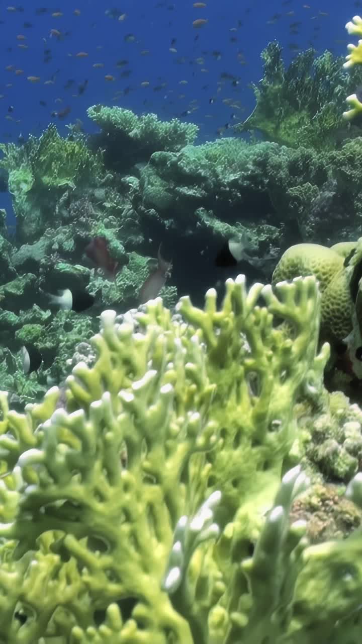 水下有鱼和植物的场景视频素材