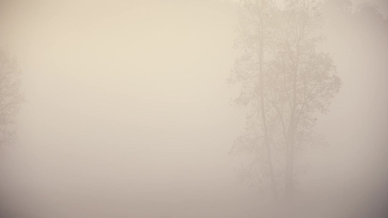 清晨森林日出的场景，有雾，自然背景视频素材