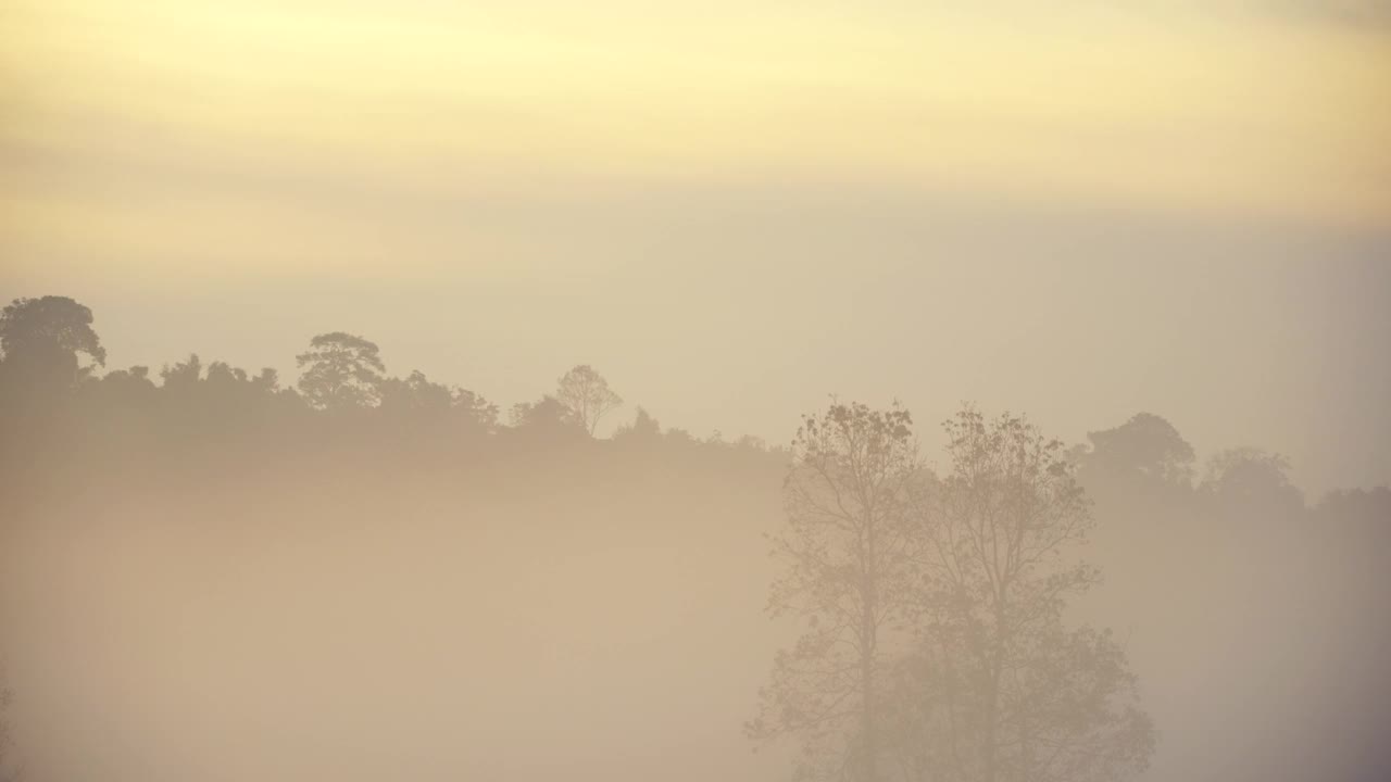 清晨森林日出的场景，有雾，自然背景视频素材