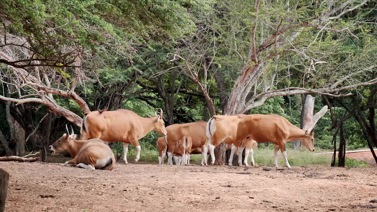 Bos javanicus群视频素材