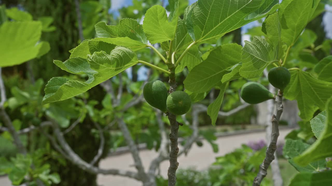 在意大利普利亚的室外花园中，无花果树的绿叶和未成熟的无花果的特写。视频素材