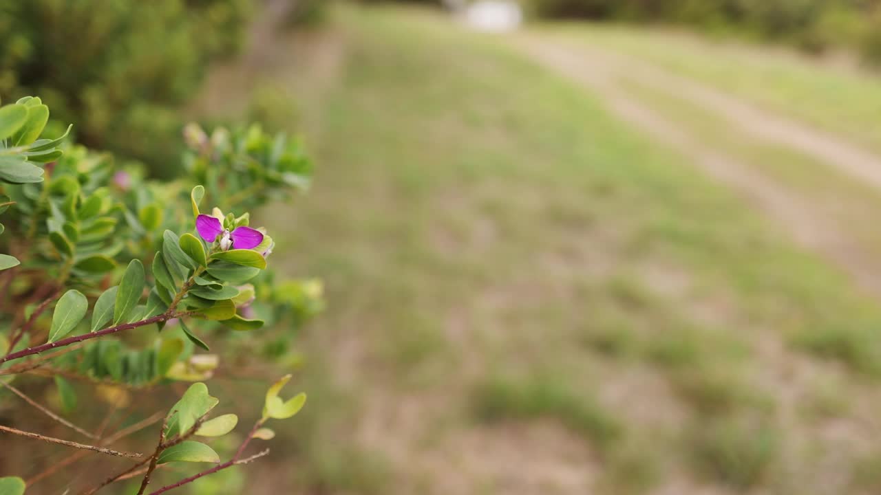 沿海地区的茶树花视频素材