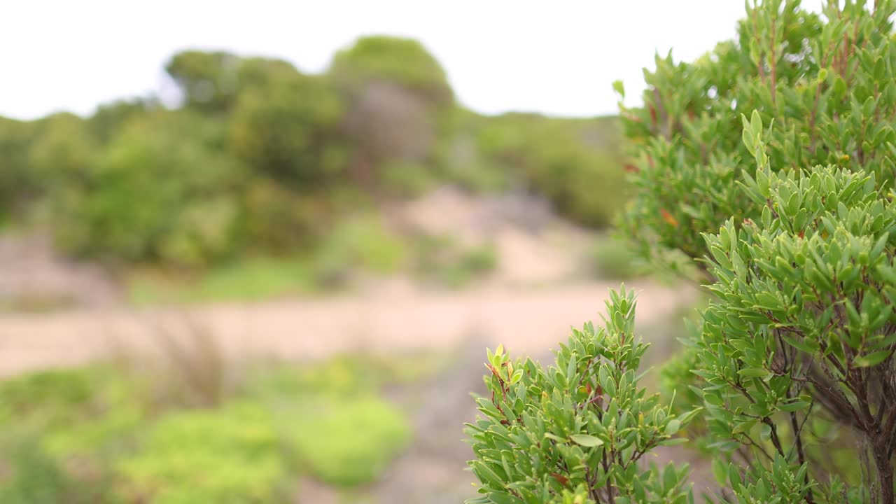 有海岸沙丘的茶树视频素材