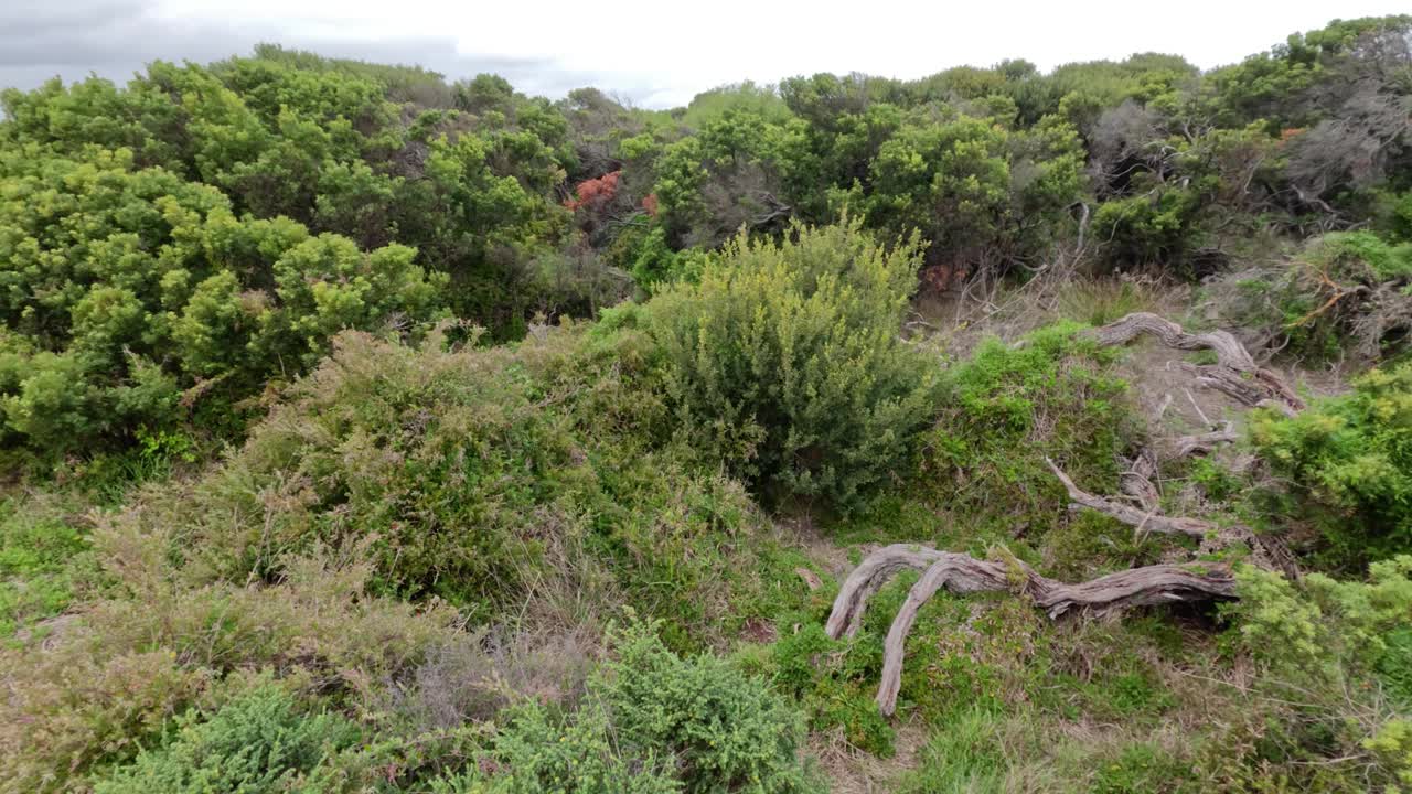 墨尔本海岸茶树景观视频素材